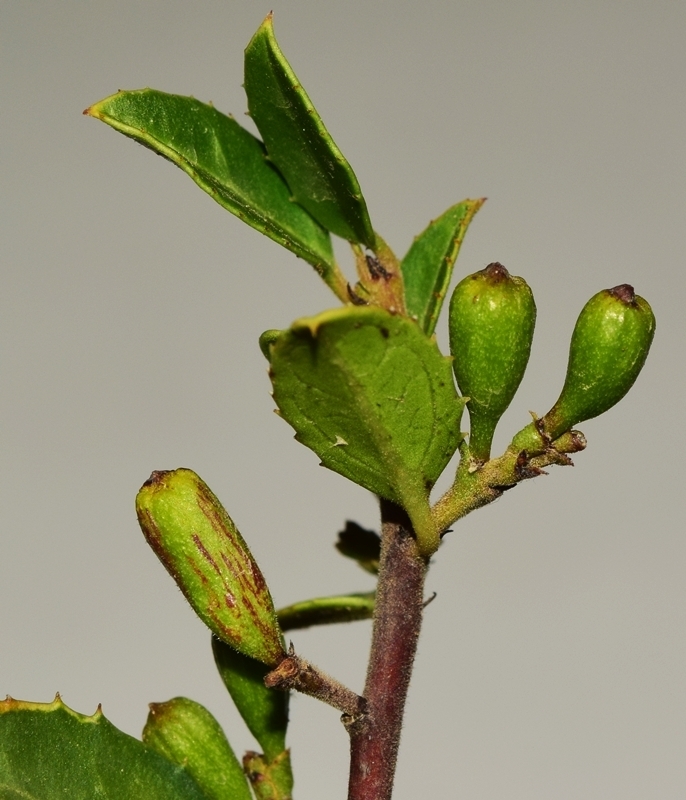 Asphondylia borzi