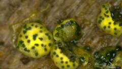 Trichoderma