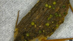 Trichoderma