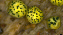 Trichoderma