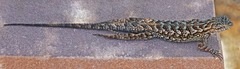 Sceloporus occidentalis longipes