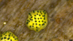 Trichoderma