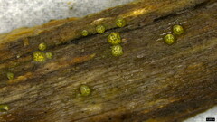 Trichoderma