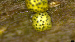 Trichoderma