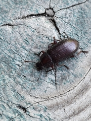 Tenebrio molitor