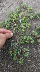 Euphorbia polygonifolia