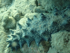 Holothuria