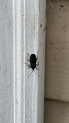 Anasa tristis