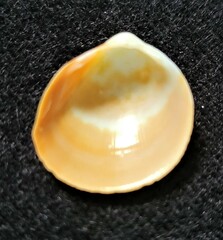 Laevicardium mortoni