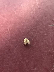 Clastoptera achatina