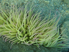 Anemonia viridis