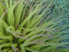 Anemonia viridis