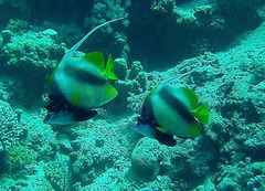 Heniochus intermedius