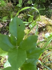 Vaccinium cylindraceum