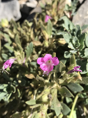 Collomia debilis debilis