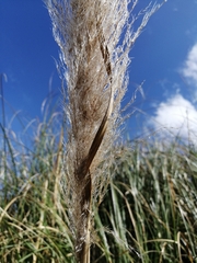 Cortaderia