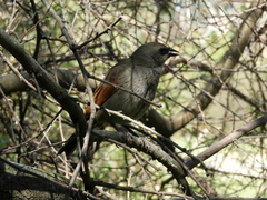 Agelaioides badius