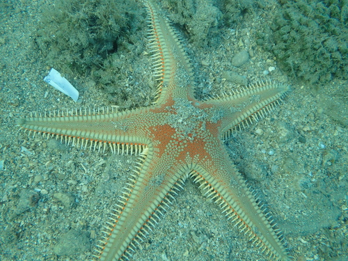 Narančasta zvjezdača (Astropecten aranciacus)