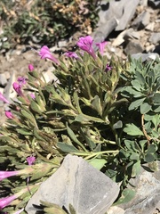 Collomia debilis debilis