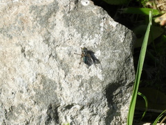 Sarconesia chlorogaster