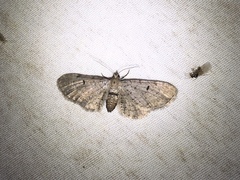 Eupithecia absinthiata
