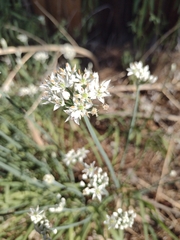 Allium tuberosum