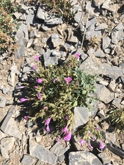 Collomia debilis debilis