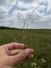 Aristida longespica