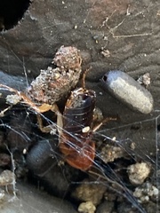 Shelfordella lateralis