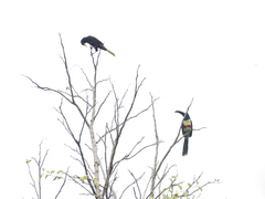 Pteroglossus aracari