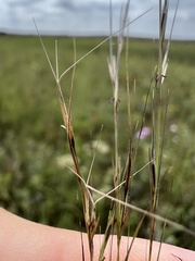 Aristida longespica