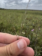 Aristida longespica