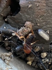 Shelfordella lateralis