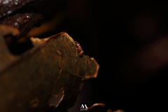 Wasmannia auropunctata image