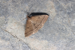 Zanclognatha zelleralis