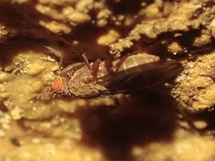 Heleomyzidae