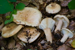 Lactarius pallidus