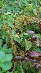 Cuscuta gronovii