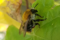 Bombus pascuorum