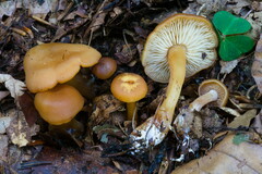 Rhodophana nitellina