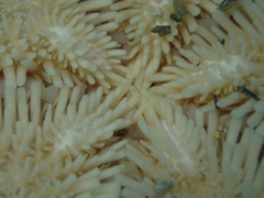 Astropecten aranciacus
