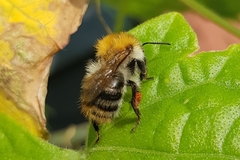 Bombus pascuorum