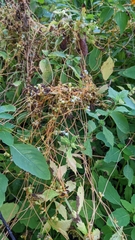 Cuscuta gronovii