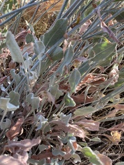 Eriogonum niveum
