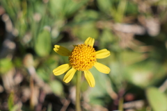 Acmella decumbens