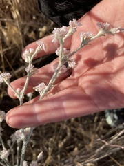 Eriogonum niveum