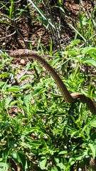Masticophis flagellum testaceus