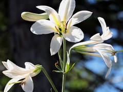 Lilium washingtonianum