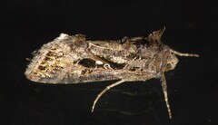 Ctenoplusia agnata