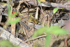 Acris crepitans